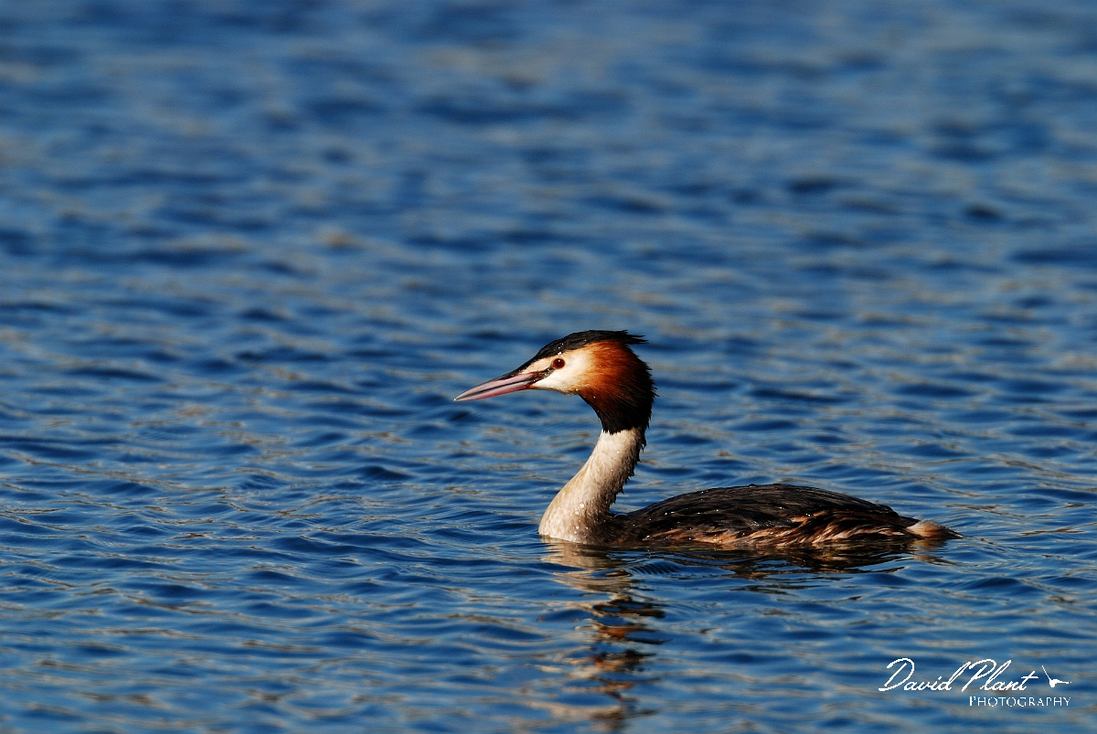David Plant Photography - Wildlife Photographer - Great crested grebe - B.jpg - Great crested grebe - Cotswold Water Park